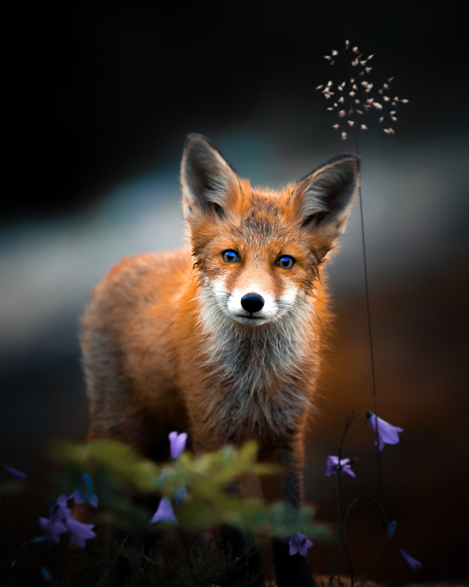 arctic fox wallpaper Fox Wallpapers – Elegant and Clever Forest Creatures