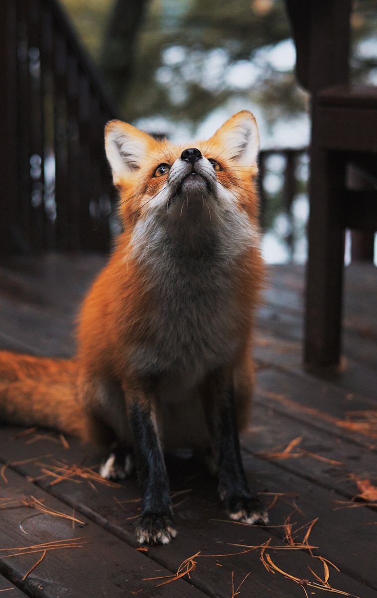 arctic fox wallpaper Fox Wallpapers – Elegant and Clever Forest Creatures