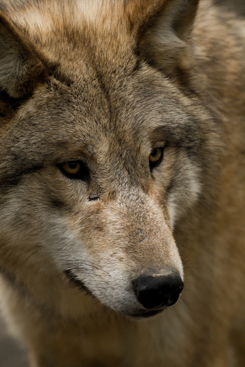 6 4K wolf images 4K wolf images, fantasy wolf wallpaper, snow wolf 4K, wild animal wallpapers, wolf HD background, wolf wallpaper 4K, wolf wallpaper for phone, wolf wallpapers for desktop Wolf Wallpaper 4K – The Wild Beauty of Nature on Your Screen brown and white wolf with eyes closed