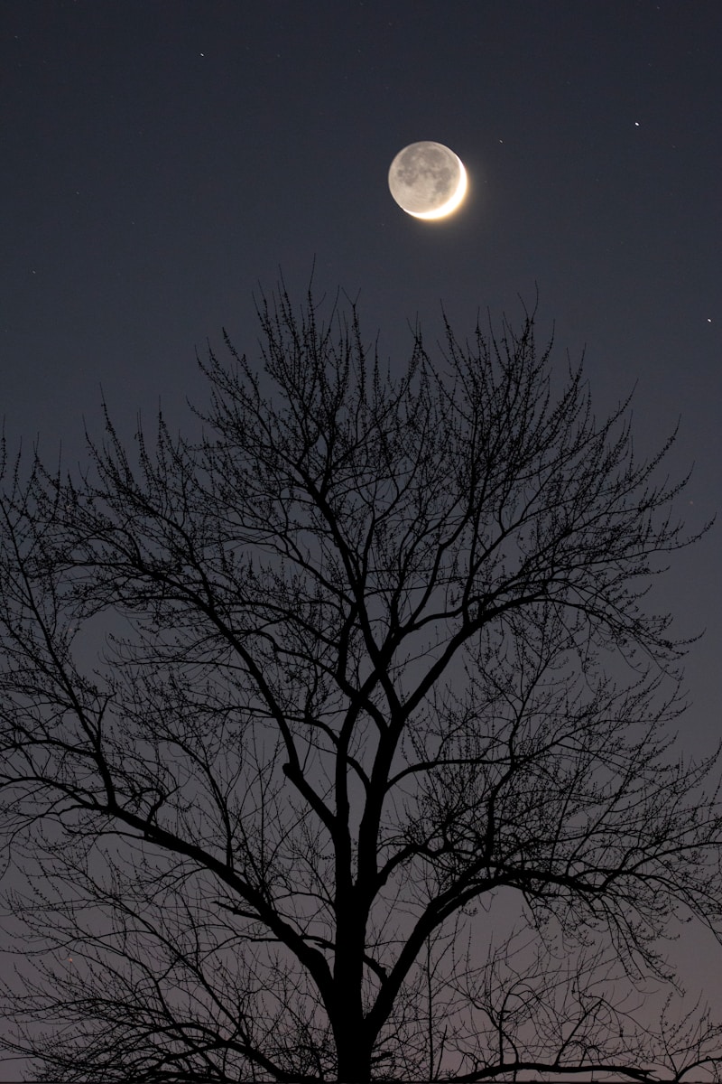 14 dark moon night dark moon night, dark moon symbolism, dark nature scenery, leaves in darkness, moonless night nature, moonless sky, mysterious landscapes, nature at night, night forest photography, trees and branches Shadowy Moon Evening time By means of the Bushes – Mysterious Unbelievable factor about Pure world’s Shadows dark moon night Shadowy Moon Evening time By means of the Bushes – Mysterious Unbelievable factor about Pure world’s Shadows