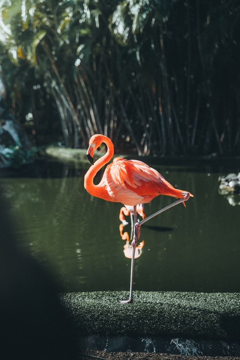 digital wallpapers Flamingo Wallpapers 4K – Glossy Pink Birds inside the Wild