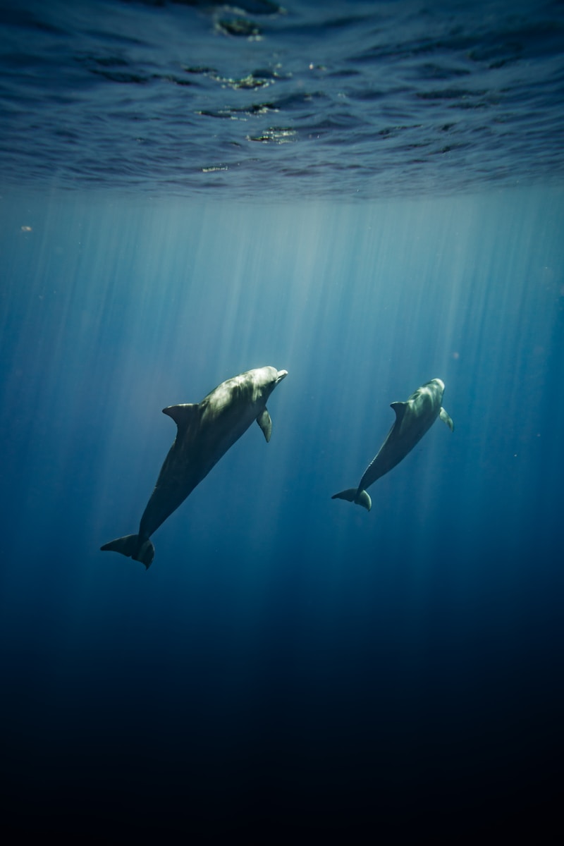 2 dolphin 4k wallpapers dolphin 4k wallpapers, dolphin ultra HD pictures, marine life wallpapers, ocean animals 4k, ocean dolphin backgrounds, sea life desktop wallpapers, underwater dolphin images Dolphin 4K Wallpapers – Joyful Swimmers of the Ocean dolphin 4k wallpapers Dolphin 4K Wallpapers – Joyful Swimmers of the Ocean