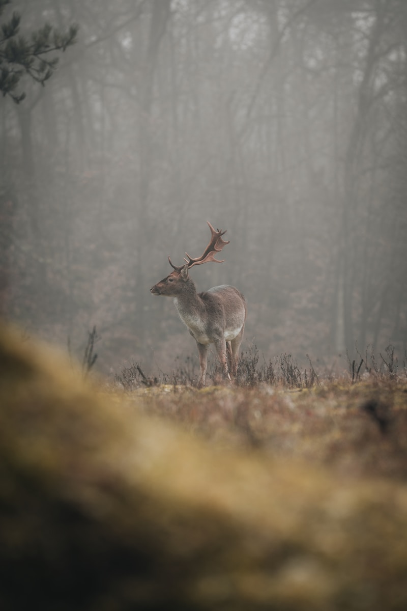 11 buck deer in fog wallpapers 4K buck deer in fog wallpapers 4K, deer and mist 4K background, deer wallpaper HD, forest deer wallpaper, majestic buck wallpapers, nature fog backgrounds, wild animal wallpapers 4K Buck Deer in Fog Wallpapers 4K – The Majestic Beauty of Nature’s Silent Mornings buck deer in fog wallpapers 4K Buck Deer in Fog Wallpapers 4K – The Majestic Beauty of Nature’s Silent Mornings