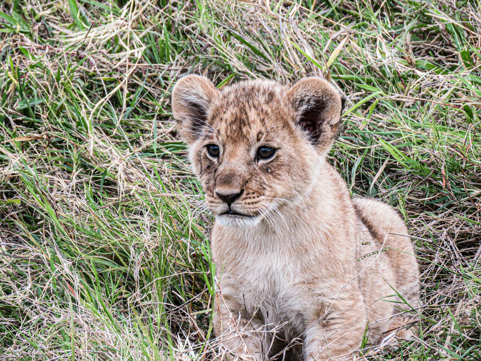 26 African lions African lions, animal wallpapers, baby lion wallpaper, cute lion wallpapers, lion cub 4K wallpapers, lion cub wallpapers, majestic lions, nature backgrounds, wildlife photography Lion Cub Wallpapers – The Cutest Faces of the Wild African lions Lion Cub Wallpapers – The Cutest Faces of the Wild
