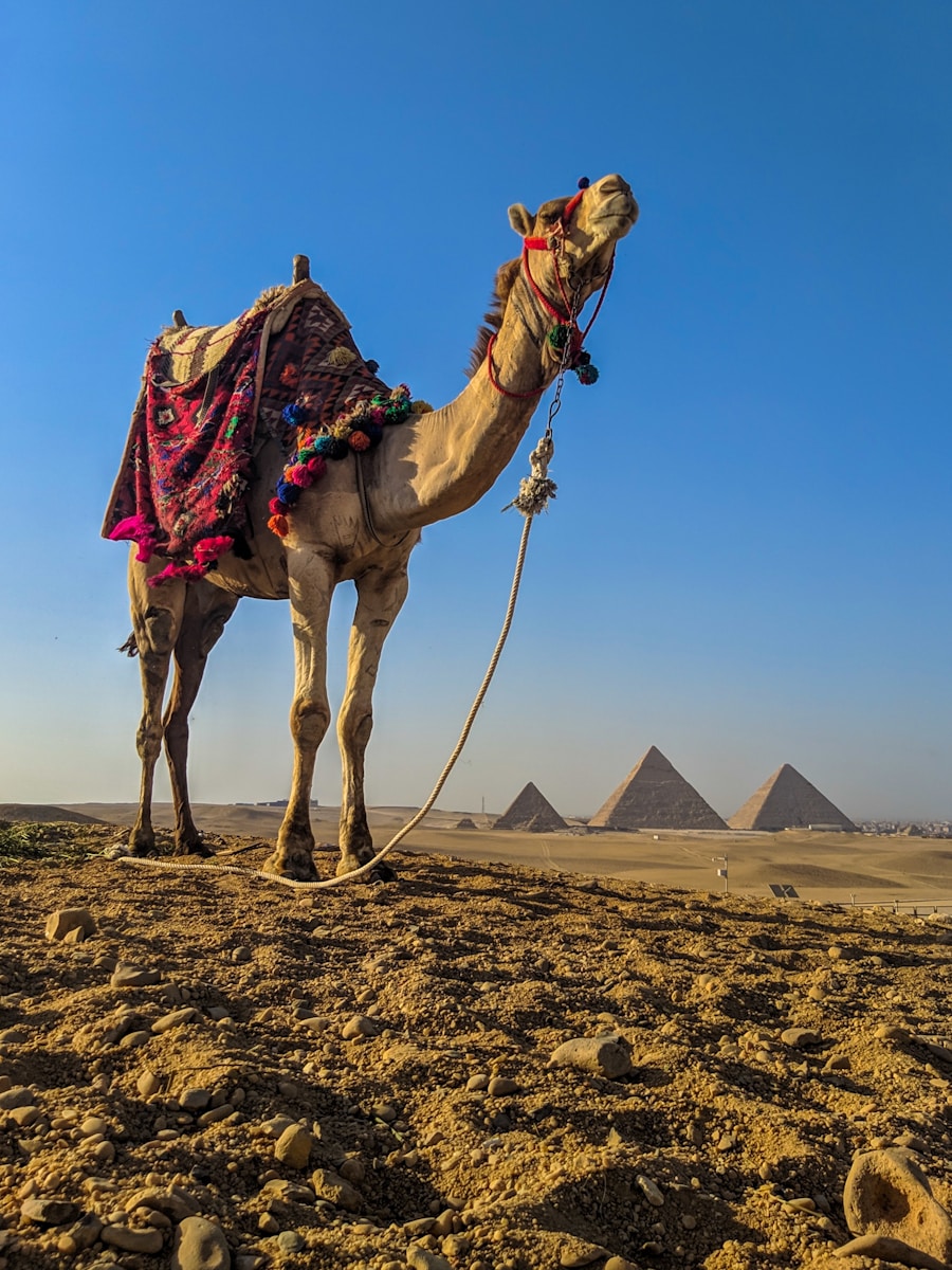 7 4K camel background 4K camel background, Arabian desert wallpaper, camel caravan photos, camel photography, camel wallpapers, desert dunes wallpaper, desert travelers, nature 4K backgrounds., Ultra HD camel images, Wildlife Wallpapers Camel Wallpapers – Desert Vacationers of the Sand Dunes 4K camel background Camel Wallpapers – Desert Vacationers of the Sand Dunes