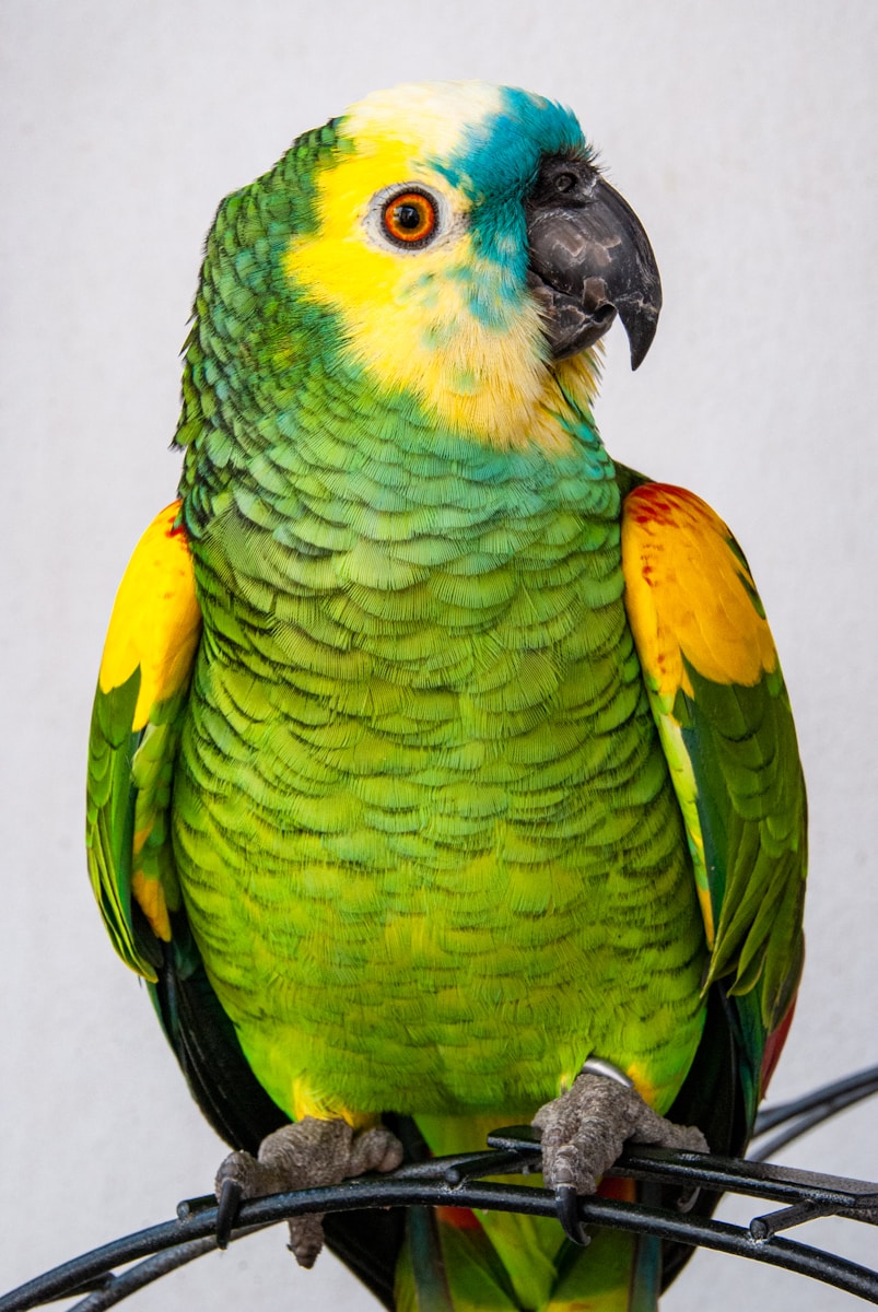 22 Amazon Parrot Images Amazon Parrot Images, Colorful Birds Wallpapers, Exotic Parrot Backgrounds, Macaw Wallpapers HD, Nature Bird Backgrounds., Parrot Photography, Parrot Wallpapers, Tropical Forest Birds 4K, Tropical Parrot 4K, Wildlife Wallpapers 4K Parrot Wallpapers – Vibrant Voices of the Tropical Forest Amazon Parrot Images Parrot Wallpapers – Vibrant Voices of the Tropical Forest