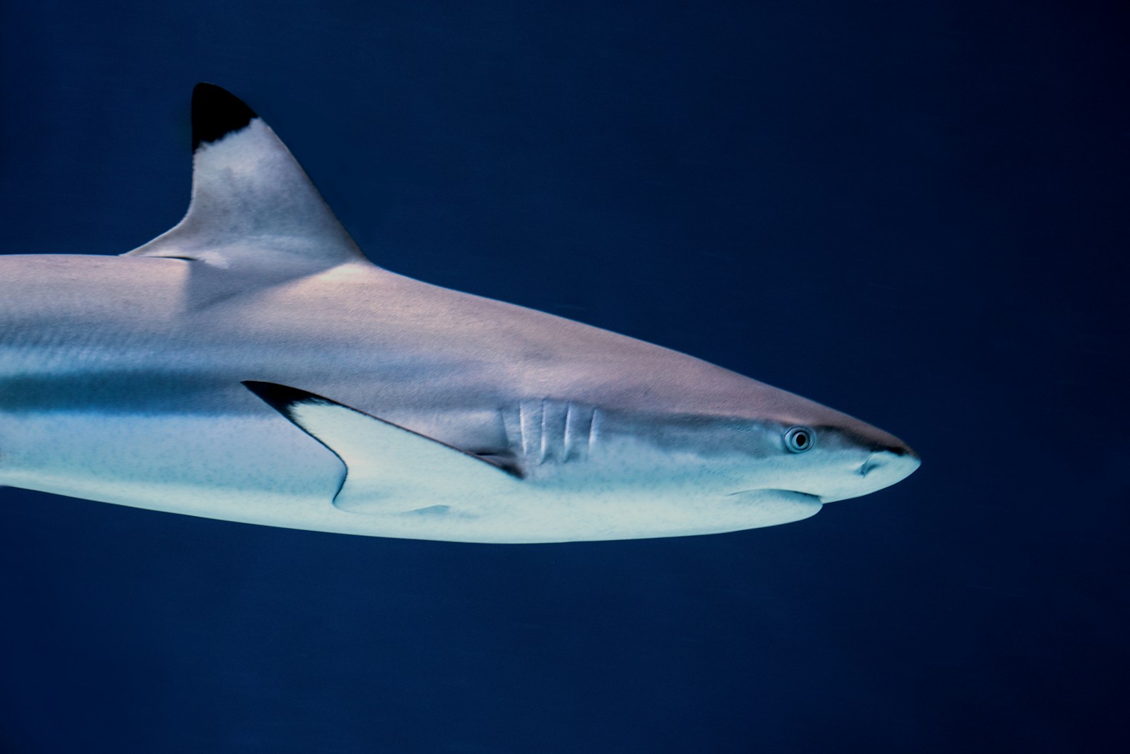Deep Sea Wallpapers Shark 4K Wallpapers – Fearless Predators of the Ocean