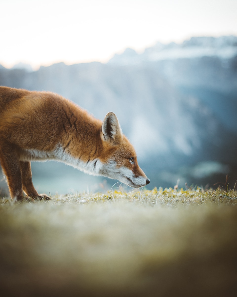 arctic fox wallpaper Fox Wallpapers – Elegant and Clever Forest Creatures