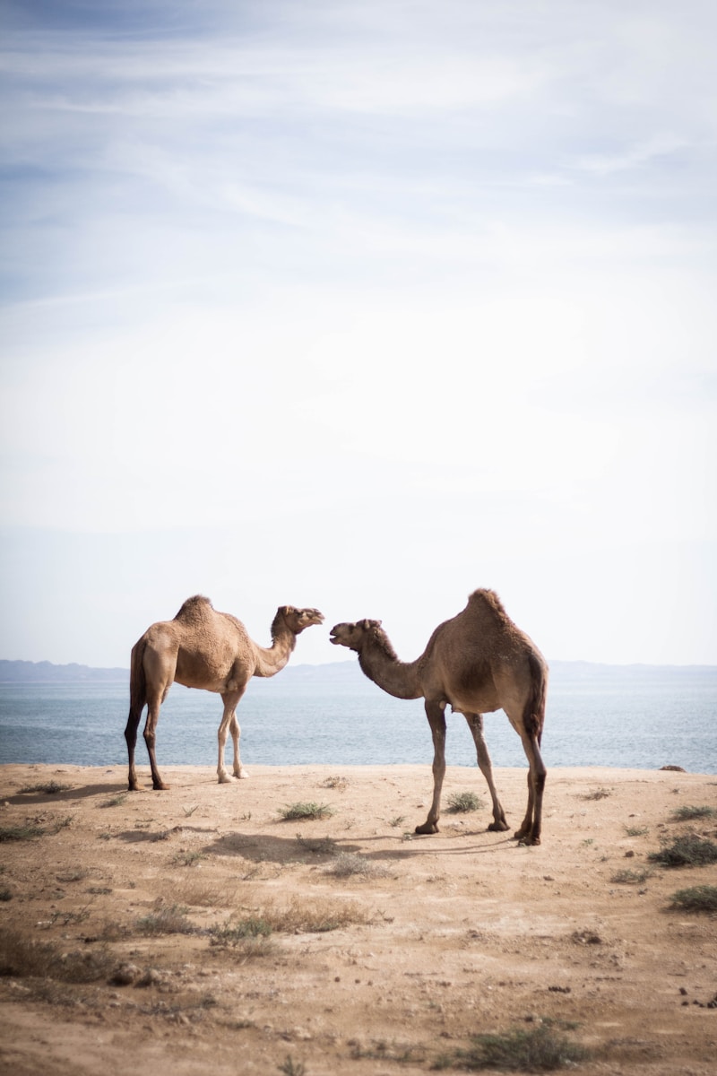 19 4K camel background 4K camel background, Arabian desert wallpaper, camel caravan photos, camel photography, camel wallpapers, desert dunes wallpaper, desert travelers, nature 4K backgrounds., Ultra HD camel images, Wildlife Wallpapers Camel Wallpapers – Desert Vacationers of the Sand Dunes 4K camel background Camel Wallpapers – Desert Vacationers of the Sand Dunes