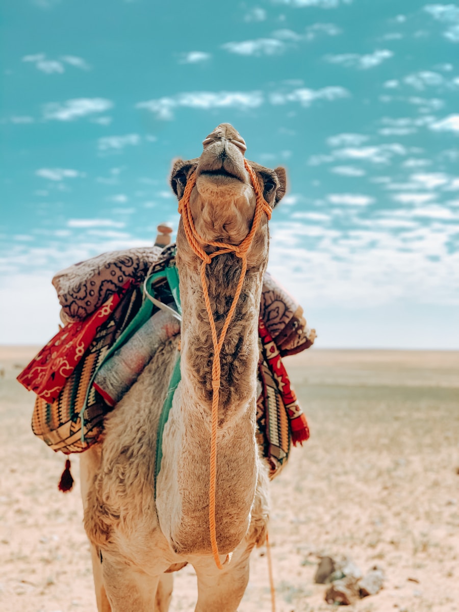 12 4K camel background 4K camel background, Arabian desert wallpaper, camel caravan photos, camel photography, camel wallpapers, desert dunes wallpaper, desert travelers, nature 4K backgrounds., Ultra HD camel images, Wildlife Wallpapers Camel Wallpapers – Desert Vacationers of the Sand Dunes 4K camel background Camel Wallpapers – Desert Vacationers of the Sand Dunes
