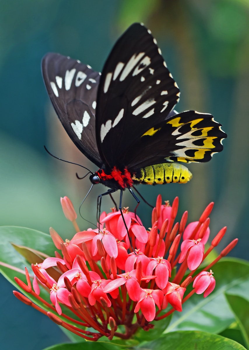 27 butterfly 4k wallpapers butterfly 4k wallpapers, butterfly photography 4k, butterfly ultra hd images, colorful butterfly backgrounds, nature insect wallpapers, nature wallpapers free download Butterfly 4K Wallpapers – Vibrant Wings of Pure world butterfly 4k wallpapers Butterfly 4K Wallpapers – Vibrant Wings of Pure world