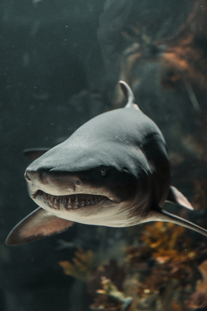 Deep Sea Wallpapers Shark 4K Wallpapers – Fearless Predators of the Ocean