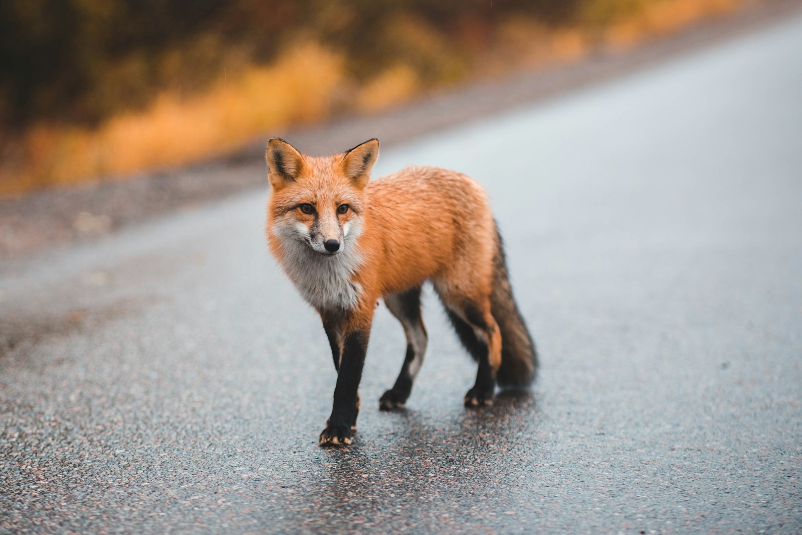 arctic fox wallpaper Fox Wallpapers – Elegant and Clever Forest Creatures