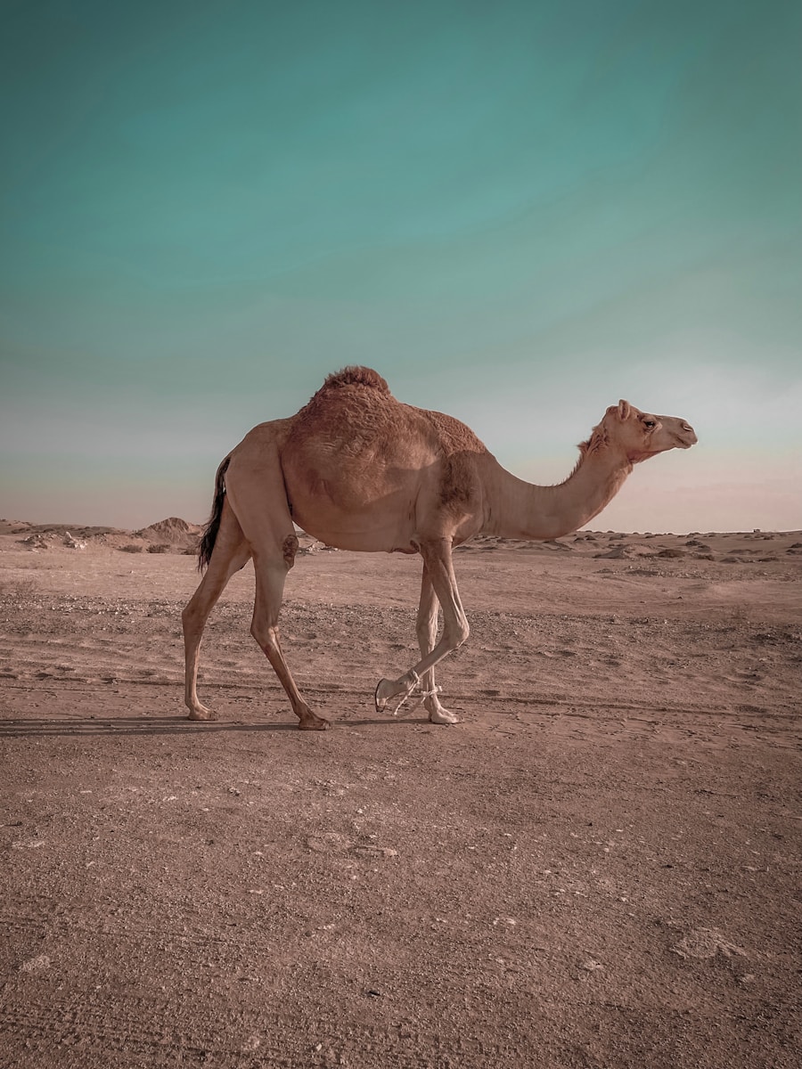 23 4K camel background 4K camel background, Arabian desert wallpaper, camel caravan photos, camel photography, camel wallpapers, desert dunes wallpaper, desert travelers, nature 4K backgrounds., Ultra HD camel images, Wildlife Wallpapers Camel Wallpapers – Desert Vacationers of the Sand Dunes 4K camel background Camel Wallpapers – Desert Vacationers of the Sand Dunes