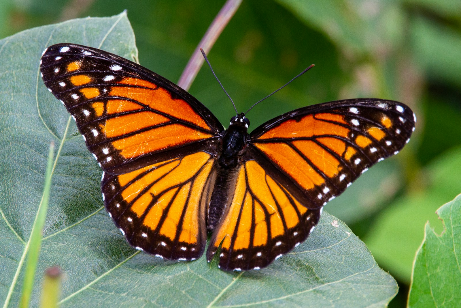 32 butterfly 4k wallpapers butterfly 4k wallpapers, butterfly photography 4k, butterfly ultra hd images, colorful butterfly backgrounds, nature insect wallpapers, nature wallpapers free download Butterfly 4K Wallpapers – Vibrant Wings of Pure world butterfly 4k wallpapers Butterfly 4K Wallpapers – Vibrant Wings of Pure world