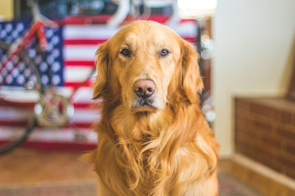 best dog wallpapers Golden Retriever 4K Wallpapers – Loyal and Nice Companions