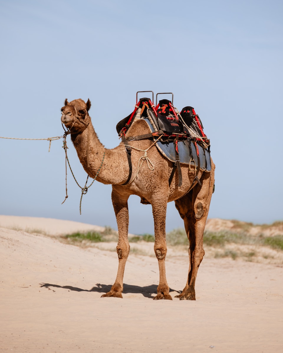 1 4K camel background 4K camel background, Arabian desert wallpaper, camel caravan photos, camel photography, camel wallpapers, desert dunes wallpaper, desert travelers, nature 4K backgrounds., Ultra HD camel images, Wildlife Wallpapers Camel Wallpapers – Desert Vacationers of the Sand Dunes 4K camel background Camel Wallpapers – Desert Vacationers of the Sand Dunes