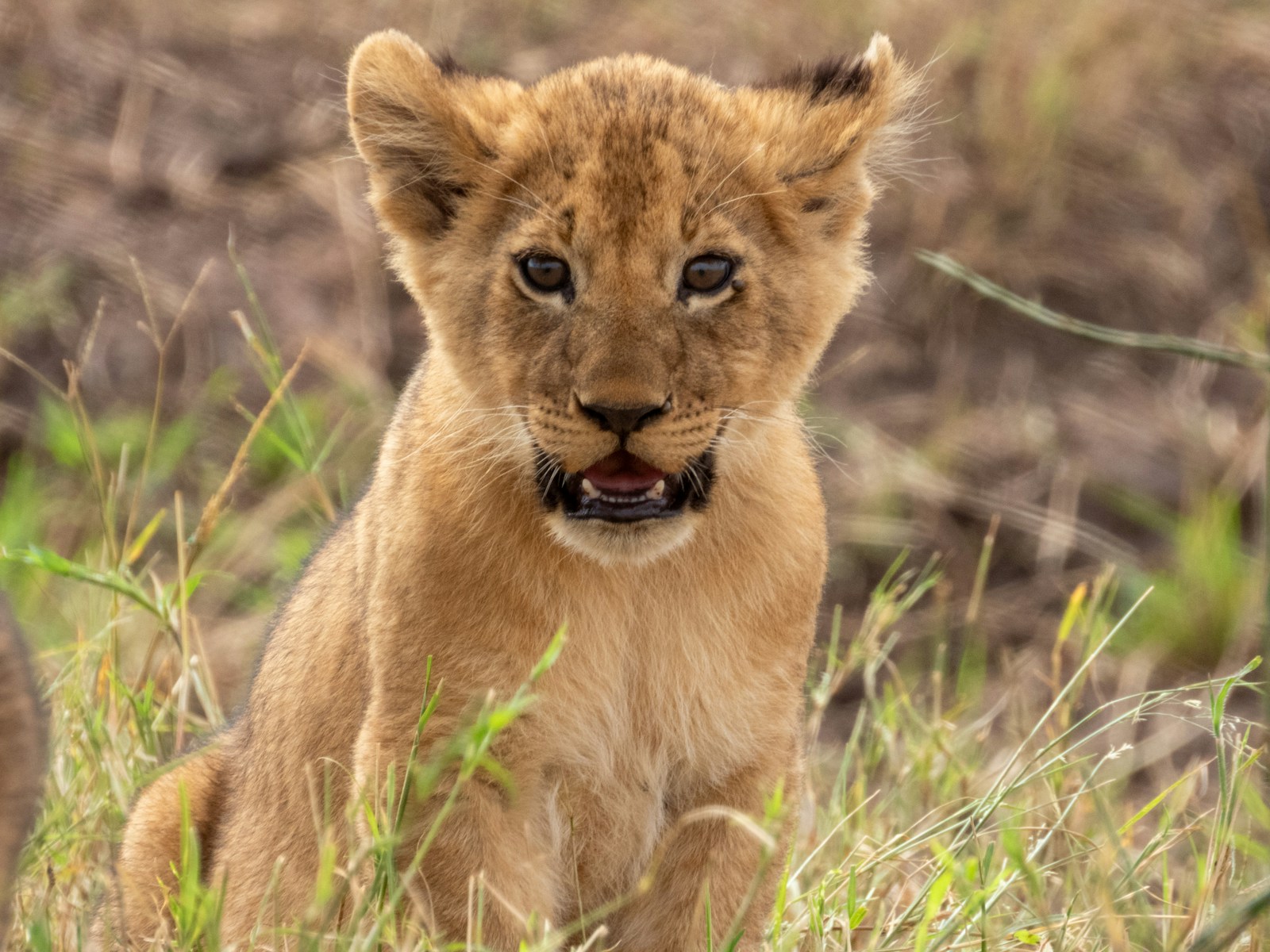 24 African lions African lions, animal wallpapers, baby lion wallpaper, cute lion wallpapers, lion cub 4K wallpapers, lion cub wallpapers, majestic lions, nature backgrounds, wildlife photography Lion Cub Wallpapers – The Cutest Faces of the Wild African lions Lion Cub Wallpapers – The Cutest Faces of the Wild
