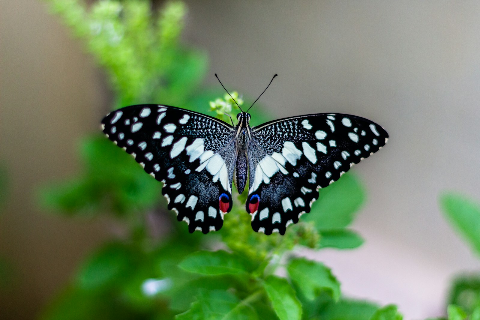 28 butterfly 4k wallpapers butterfly 4k wallpapers, butterfly photography 4k, butterfly ultra hd images, colorful butterfly backgrounds, nature insect wallpapers, nature wallpapers free download Butterfly 4K Wallpapers – Vibrant Wings of Pure world butterfly 4k wallpapers Butterfly 4K Wallpapers – Vibrant Wings of Pure world