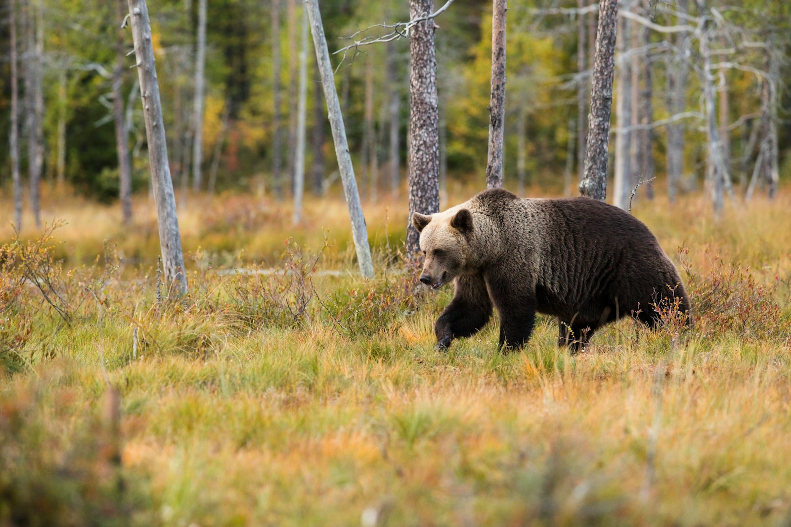 24 animal wallpapers ultra HD animal wallpapers ultra HD, bear 4k wallpaper, bear desktop background, bear UHD background, grizzly bear wallpaper, nature 4K wallpapers, polar bear 4K images, wildlife wallpaper 4K Majestic Bear 4K Extremely Excessive Definition Wallpapers – Wild Magnificence and Pure world’s Majesty in Breathtaking Texture animal wallpapers ultra HD Majestic Bear 4K Extremely Excessive Definition Wallpapers – Wild Magnificence and Pure world’s Majesty in Breathtaking Texture