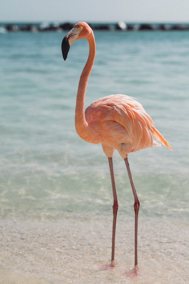 digital wallpapers Flamingo Wallpapers 4K – Glossy Pink Birds inside the Wild