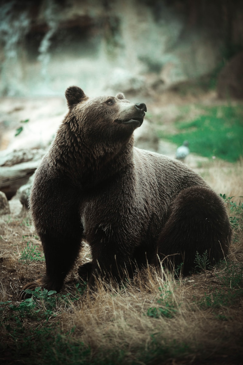 18 animal wallpapers ultra HD animal wallpapers ultra HD, bear 4k wallpaper, bear desktop background, bear UHD background, grizzly bear wallpaper, nature 4K wallpapers, polar bear 4K images, wildlife wallpaper 4K Majestic Bear 4K Extremely Excessive Definition Wallpapers – Wild Magnificence and Pure world’s Majesty in Breathtaking Texture animal wallpapers ultra HD Majestic Bear 4K Extremely Excessive Definition Wallpapers – Wild Magnificence and Pure world’s Majesty in Breathtaking Texture