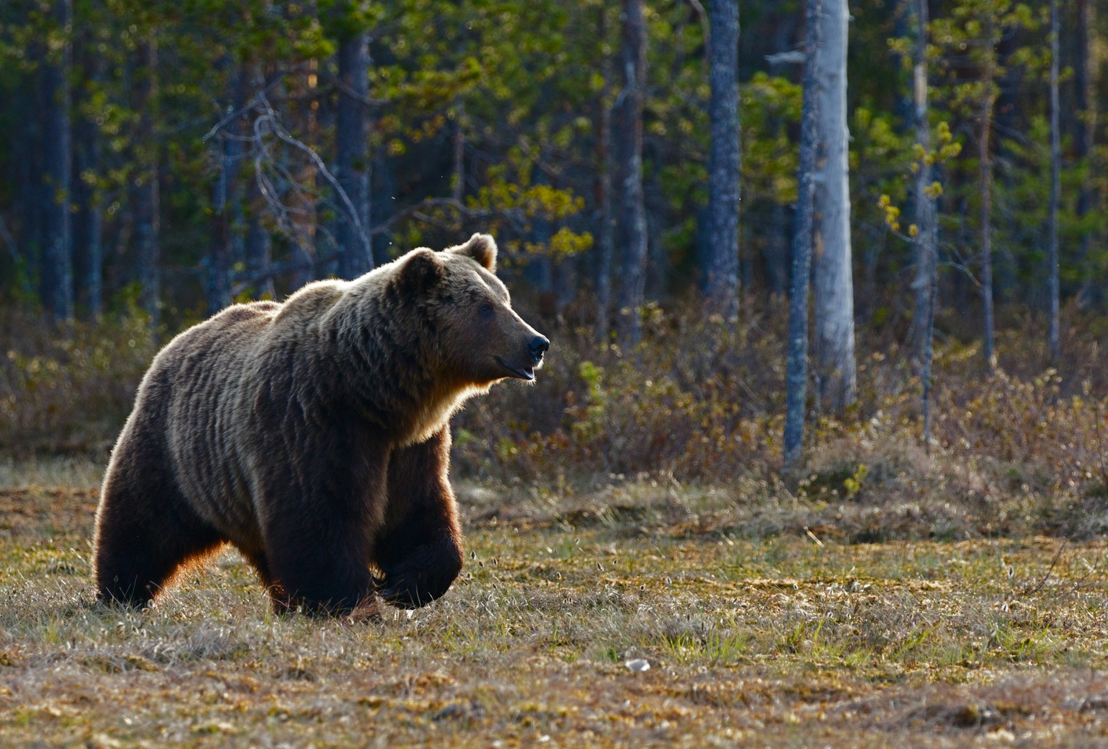 21 animal wallpapers ultra HD animal wallpapers ultra HD, bear 4k wallpaper, bear desktop background, bear UHD background, grizzly bear wallpaper, nature 4K wallpapers, polar bear 4K images, wildlife wallpaper 4K Majestic Bear 4K Extremely Excessive Definition Wallpapers – Wild Magnificence and Pure world’s Majesty in Breathtaking Texture animal wallpapers ultra HD Majestic Bear 4K Extremely Excessive Definition Wallpapers – Wild Magnificence and Pure world’s Majesty in Breathtaking Texture