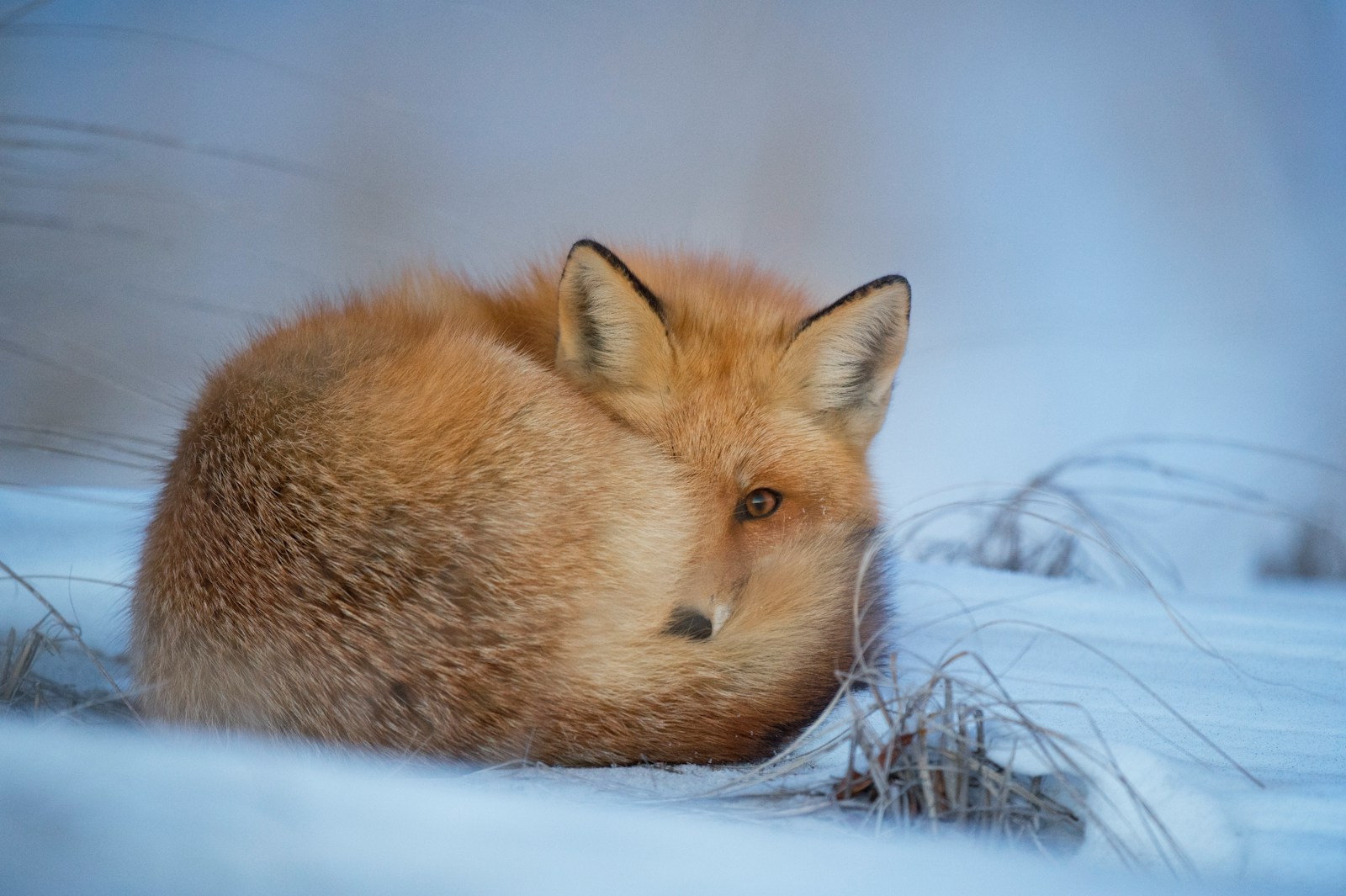 arctic fox wallpaper Fox Wallpapers – Elegant and Clever Forest Creatures