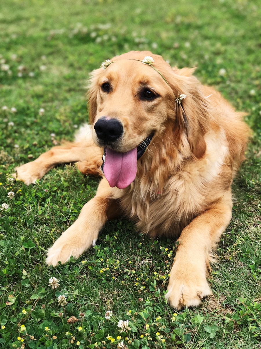 18 best dog wallpapers best dog wallpapers, cute dog backgrounds, Golden Retriever 4K wallpapers, Golden Retriever background HD, Golden Retriever puppies, loyal dog breed images, pet photography, Ultra HD animal wallpapers Golden Retriever 4K Wallpapers – Loyal and Nice Companions best dog wallpapers Golden Retriever 4K Wallpapers – Loyal and Nice Companions