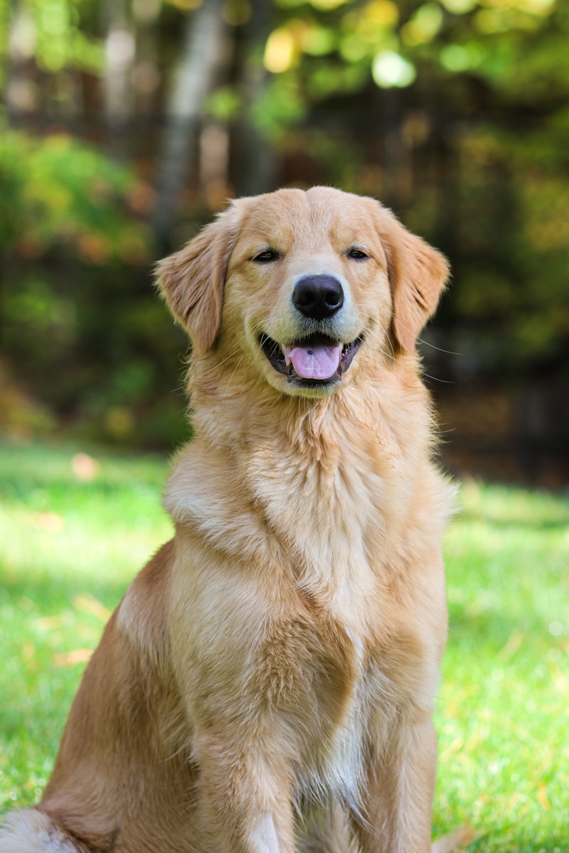 20 best dog wallpapers best dog wallpapers, cute dog backgrounds, Golden Retriever 4K wallpapers, Golden Retriever background HD, Golden Retriever puppies, loyal dog breed images, pet photography, Ultra HD animal wallpapers Golden Retriever 4K Wallpapers – Loyal and Nice Companions best dog wallpapers Golden Retriever 4K Wallpapers – Loyal and Nice Companions
