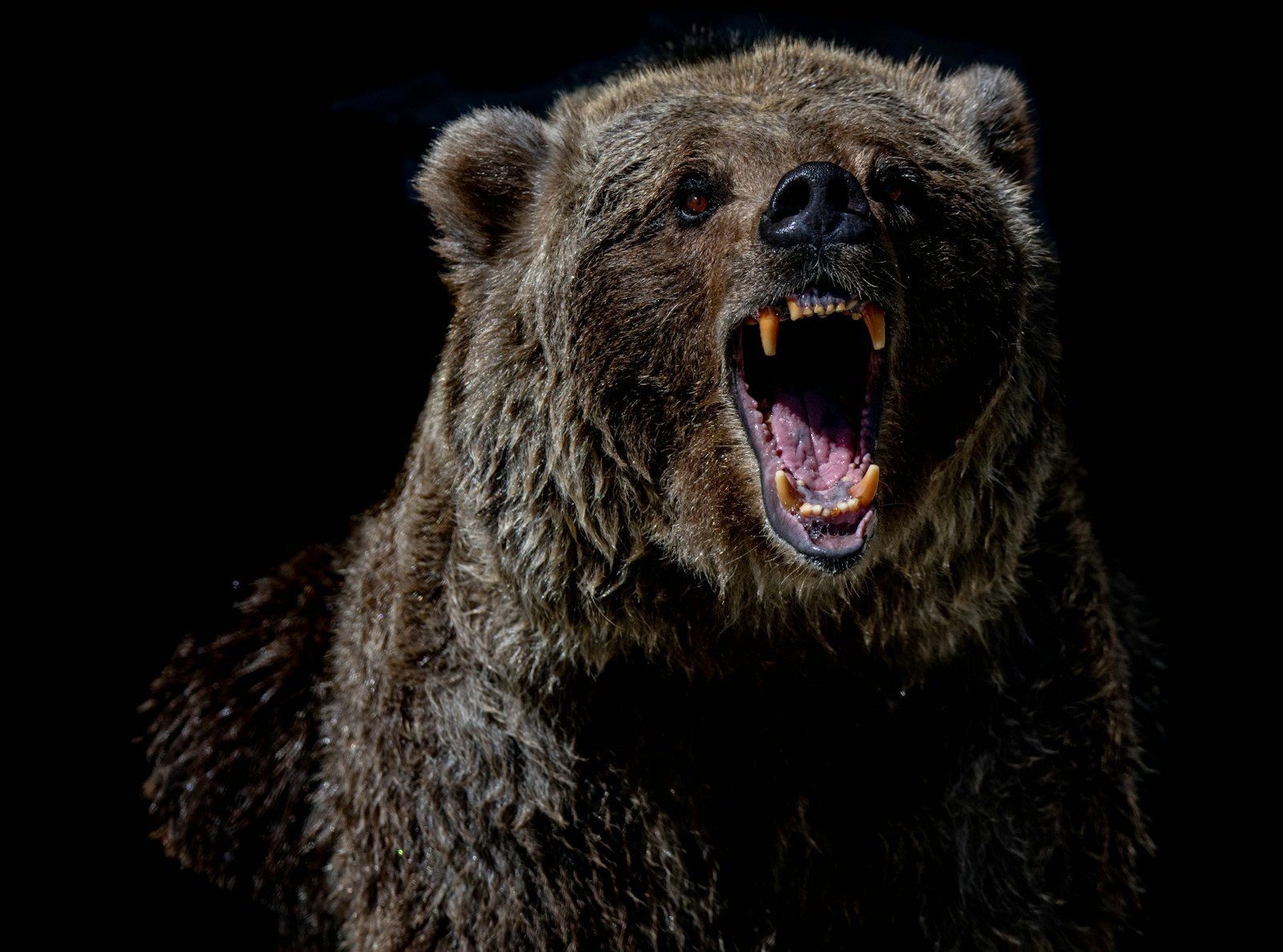 26 animal wallpapers ultra HD animal wallpapers ultra HD, bear 4k wallpaper, bear desktop background, bear UHD background, grizzly bear wallpaper, nature 4K wallpapers, polar bear 4K images, wildlife wallpaper 4K Majestic Bear 4K Extremely Excessive Definition Wallpapers – Wild Magnificence and Pure world’s Majesty in Breathtaking Texture animal wallpapers ultra HD Majestic Bear 4K Extremely Excessive Definition Wallpapers – Wild Magnificence and Pure world’s Majesty in Breathtaking Texture