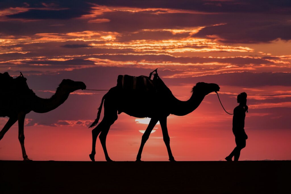 4K camel background Camel Wallpapers – Desert Vacationers of the Sand Dunes