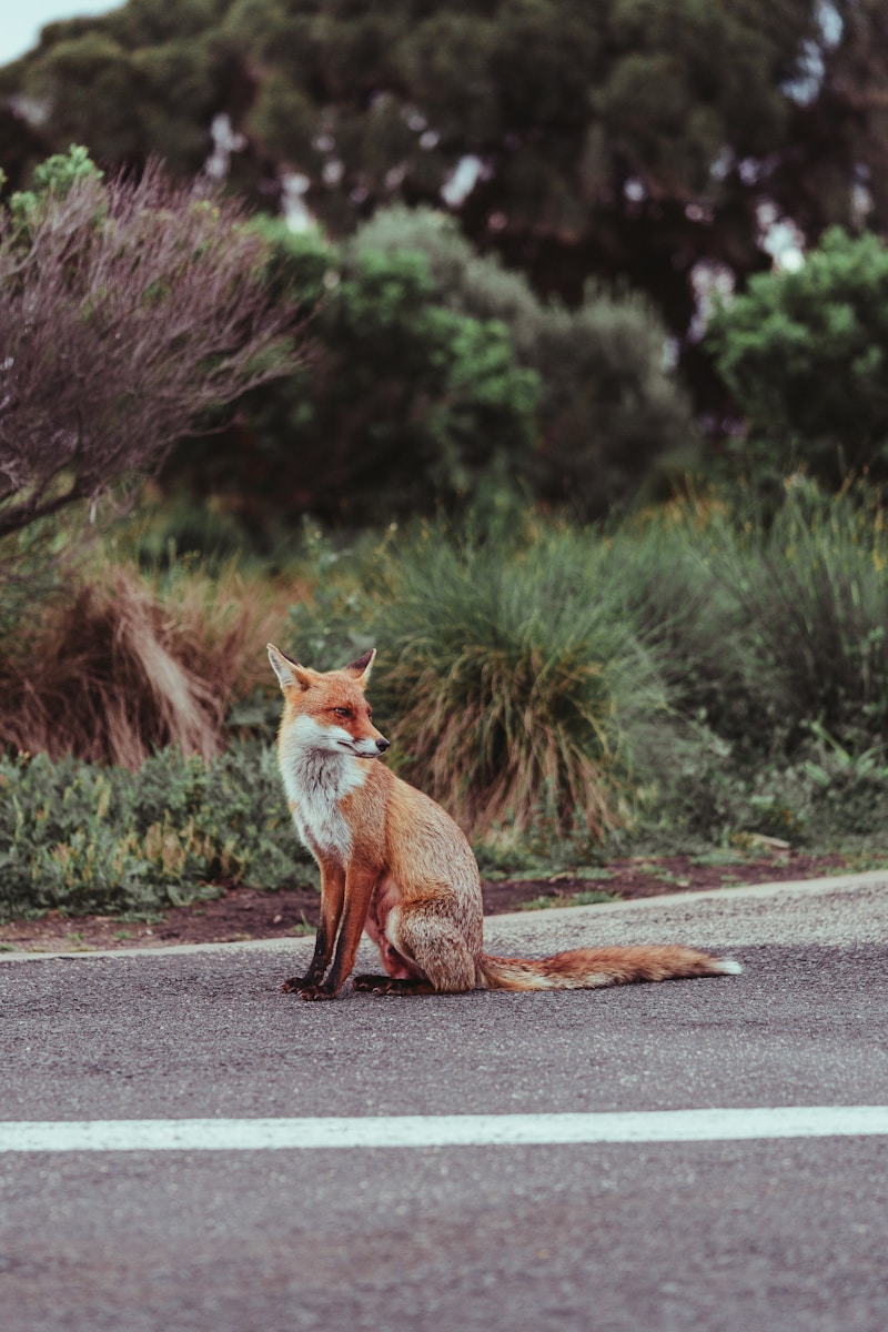 arctic fox wallpaper Fox Wallpapers – Elegant and Clever Forest Creatures