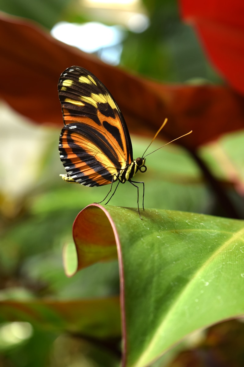 29 butterfly 4k wallpapers butterfly 4k wallpapers, butterfly photography 4k, butterfly ultra hd images, colorful butterfly backgrounds, nature insect wallpapers, nature wallpapers free download Butterfly 4K Wallpapers – Vibrant Wings of Pure world butterfly 4k wallpapers Butterfly 4K Wallpapers – Vibrant Wings of Pure world