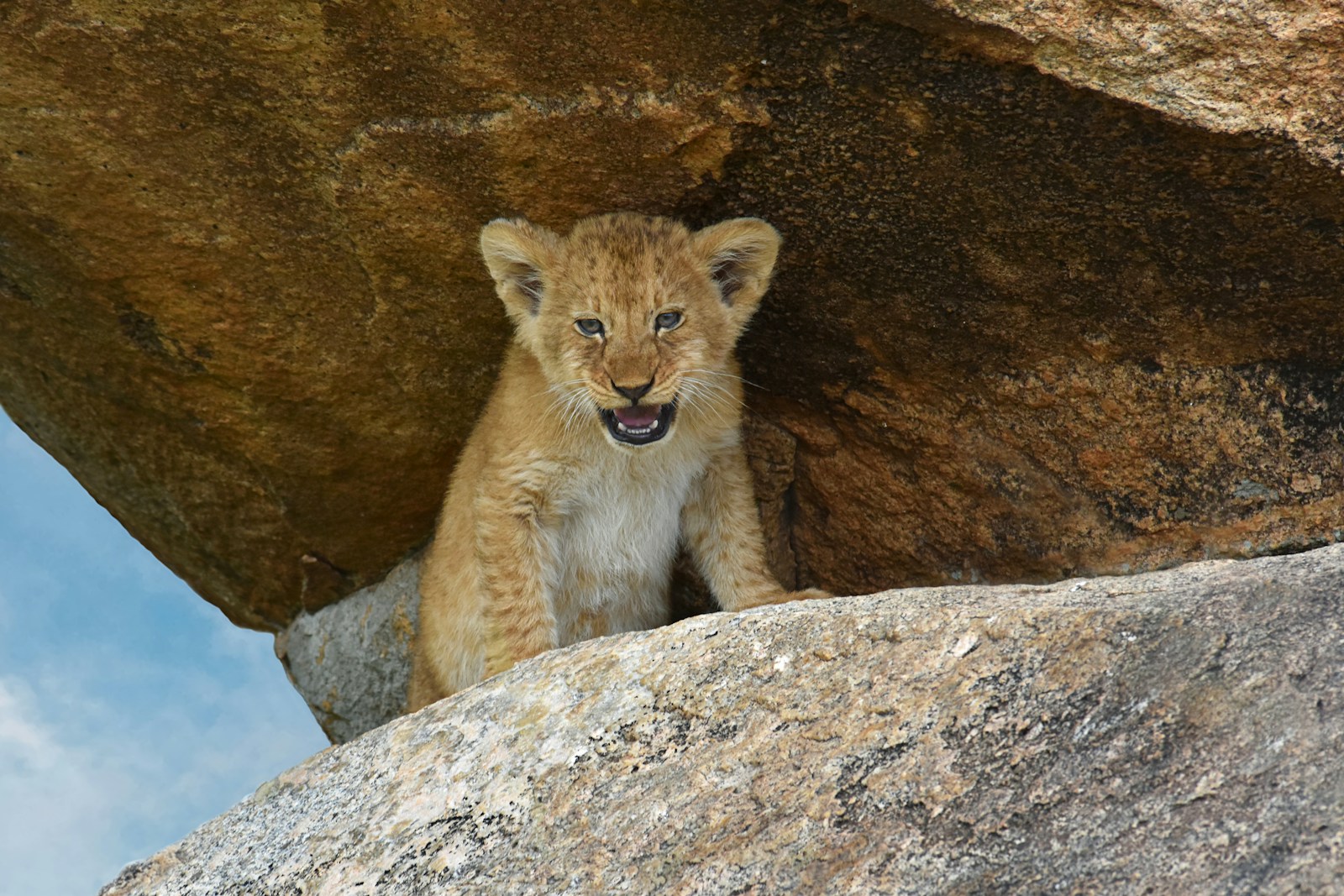 28 African lions African lions, animal wallpapers, baby lion wallpaper, cute lion wallpapers, lion cub 4K wallpapers, lion cub wallpapers, majestic lions, nature backgrounds, wildlife photography Lion Cub Wallpapers – The Cutest Faces of the Wild African lions Lion Cub Wallpapers – The Cutest Faces of the Wild