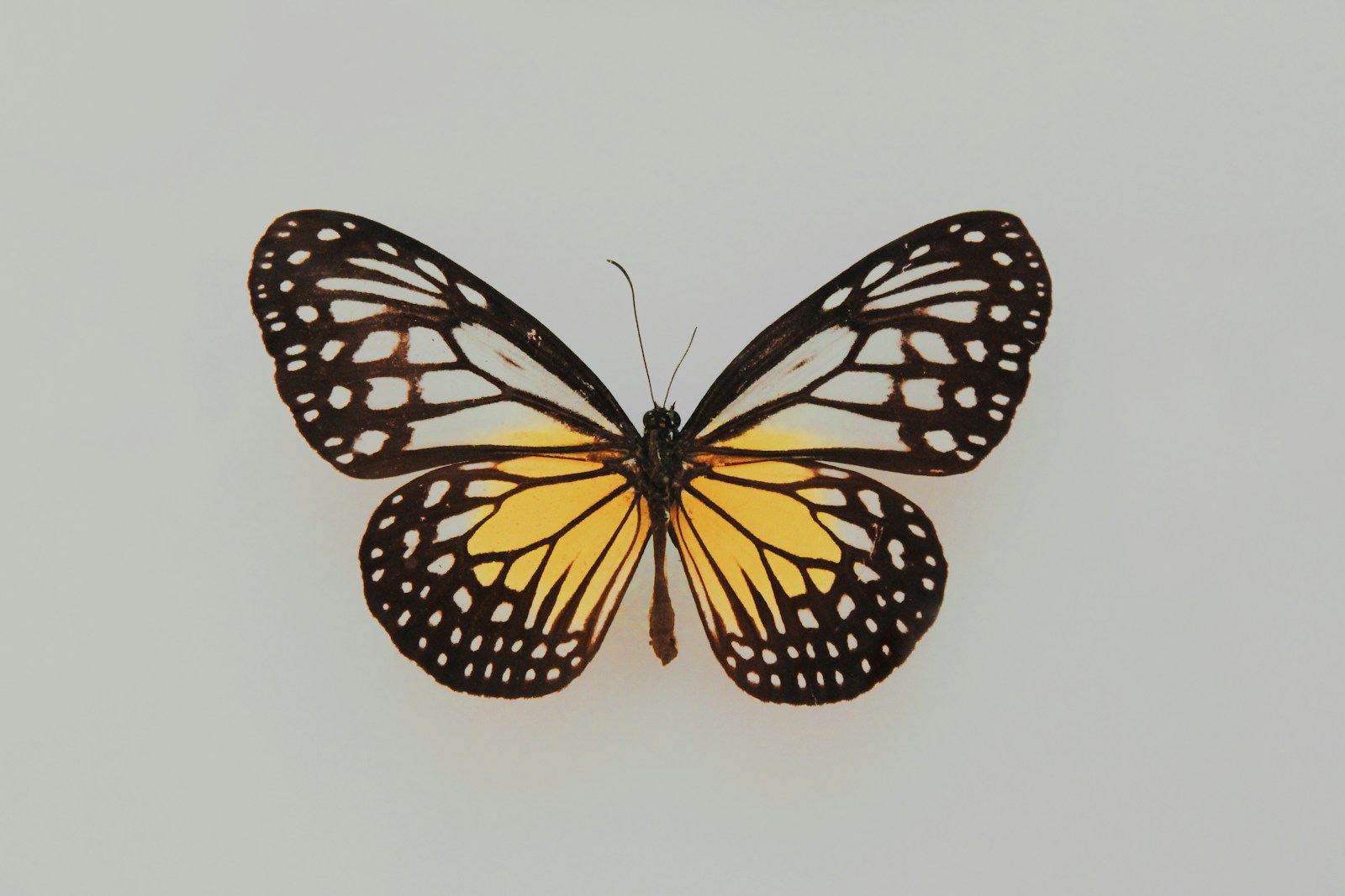 26 butterfly 4k wallpapers butterfly 4k wallpapers, butterfly photography 4k, butterfly ultra hd images, colorful butterfly backgrounds, nature insect wallpapers, nature wallpapers free download Butterfly 4K Wallpapers – Vibrant Wings of Pure world butterfly 4k wallpapers Butterfly 4K Wallpapers – Vibrant Wings of Pure world