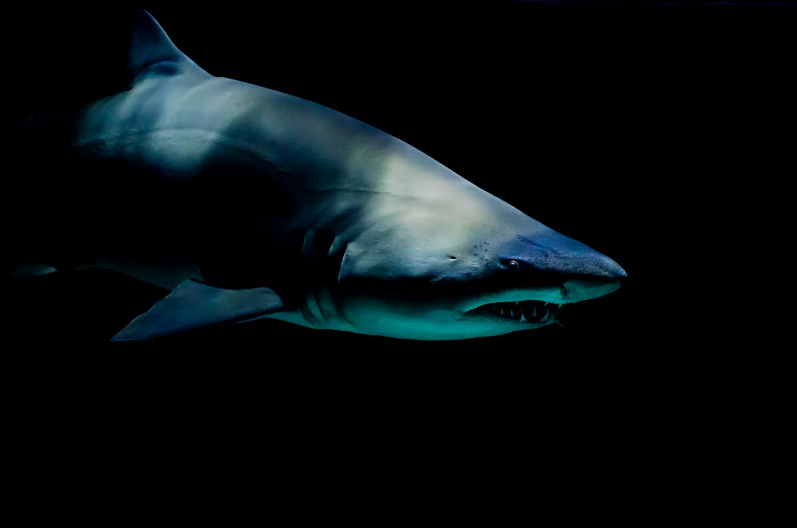 Deep Sea Wallpapers Shark 4K Wallpapers – Fearless Predators of the Ocean