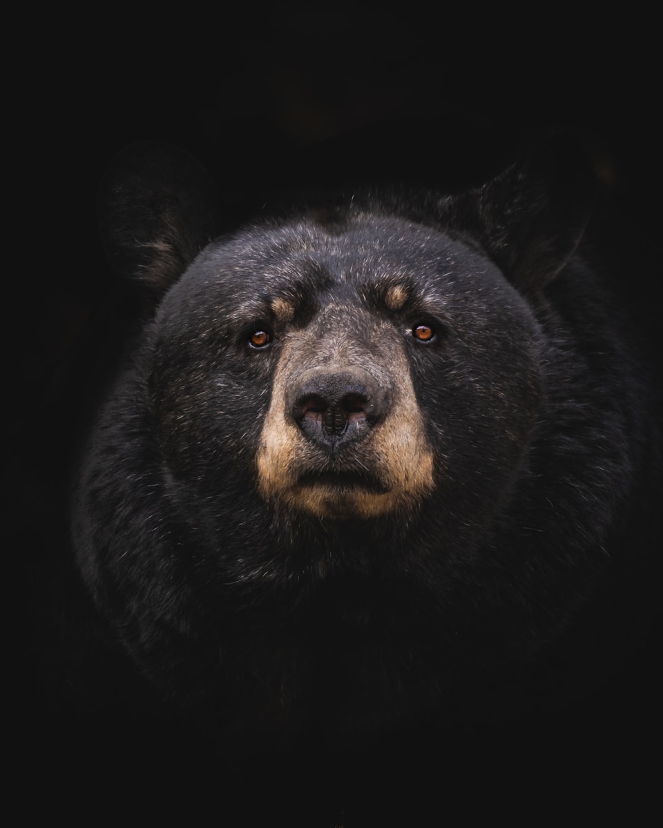 20 animal wallpapers ultra HD animal wallpapers ultra HD, bear 4k wallpaper, bear desktop background, bear UHD background, grizzly bear wallpaper, nature 4K wallpapers, polar bear 4K images, wildlife wallpaper 4K Majestic Bear 4K Extremely Excessive Definition Wallpapers – Wild Magnificence and Pure world’s Majesty in Breathtaking Texture animal wallpapers ultra HD Majestic Bear 4K Extremely Excessive Definition Wallpapers – Wild Magnificence and Pure world’s Majesty in Breathtaking Texture