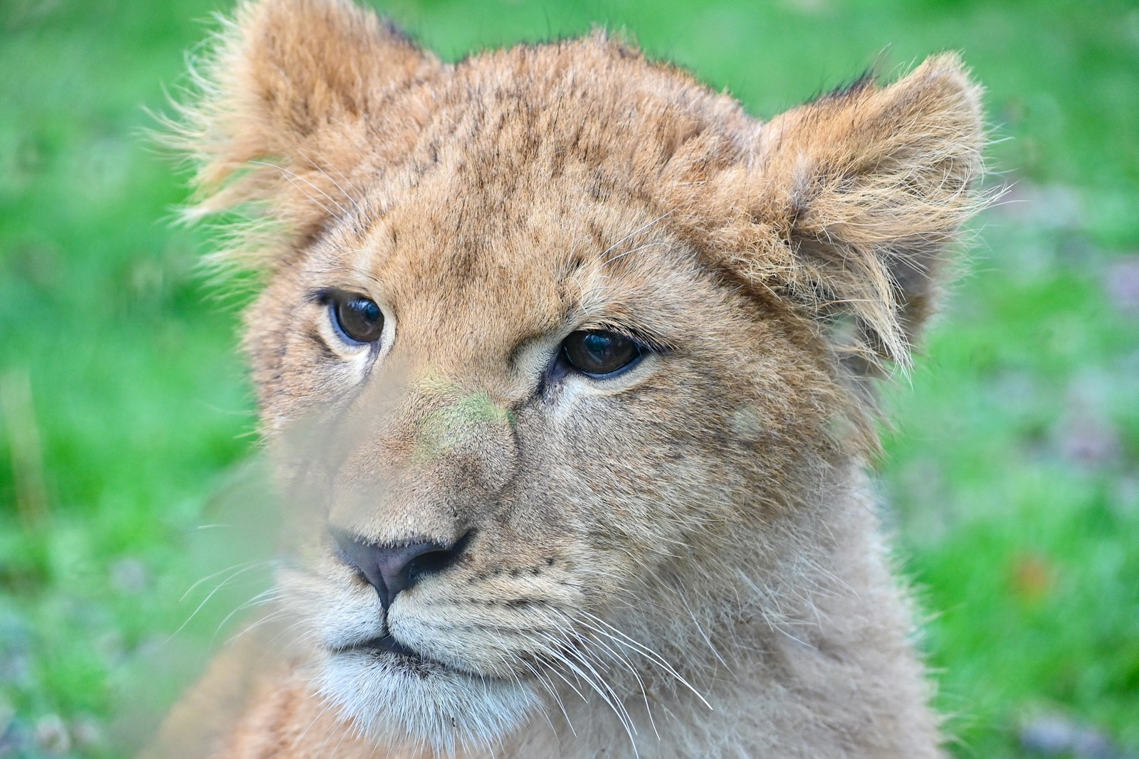 30 African lions African lions, animal wallpapers, baby lion wallpaper, cute lion wallpapers, lion cub 4K wallpapers, lion cub wallpapers, majestic lions, nature backgrounds, wildlife photography Lion Cub Wallpapers – The Cutest Faces of the Wild African lions Lion Cub Wallpapers – The Cutest Faces of the Wild