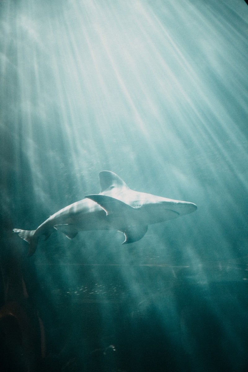 Deep Sea Wallpapers Shark 4K Wallpapers – Fearless Predators of the Ocean