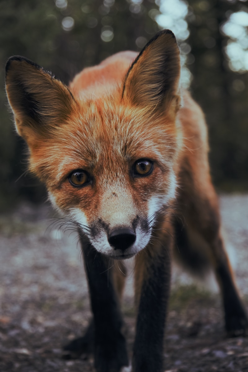 arctic fox wallpaper Fox Wallpapers – Elegant and Clever Forest Creatures