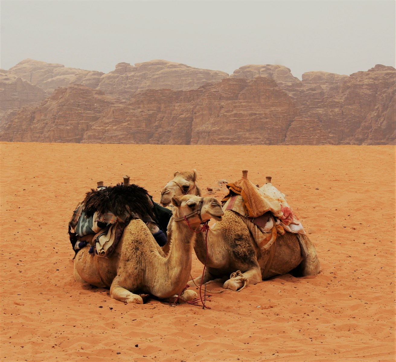 10 4K camel background 4K camel background, Arabian desert wallpaper, camel caravan photos, camel photography, camel wallpapers, desert dunes wallpaper, desert travelers, nature 4K backgrounds., Ultra HD camel images, Wildlife Wallpapers Camel Wallpapers – Desert Vacationers of the Sand Dunes 4K camel background Camel Wallpapers – Desert Vacationers of the Sand Dunes