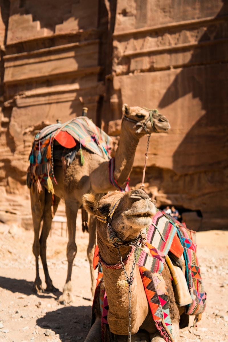 13 4K camel background 4K camel background, Arabian desert wallpaper, camel caravan photos, camel photography, camel wallpapers, desert dunes wallpaper, desert travelers, nature 4K backgrounds., Ultra HD camel images, Wildlife Wallpapers Camel Wallpapers – Desert Vacationers of the Sand Dunes 4K camel background Camel Wallpapers – Desert Vacationers of the Sand Dunes