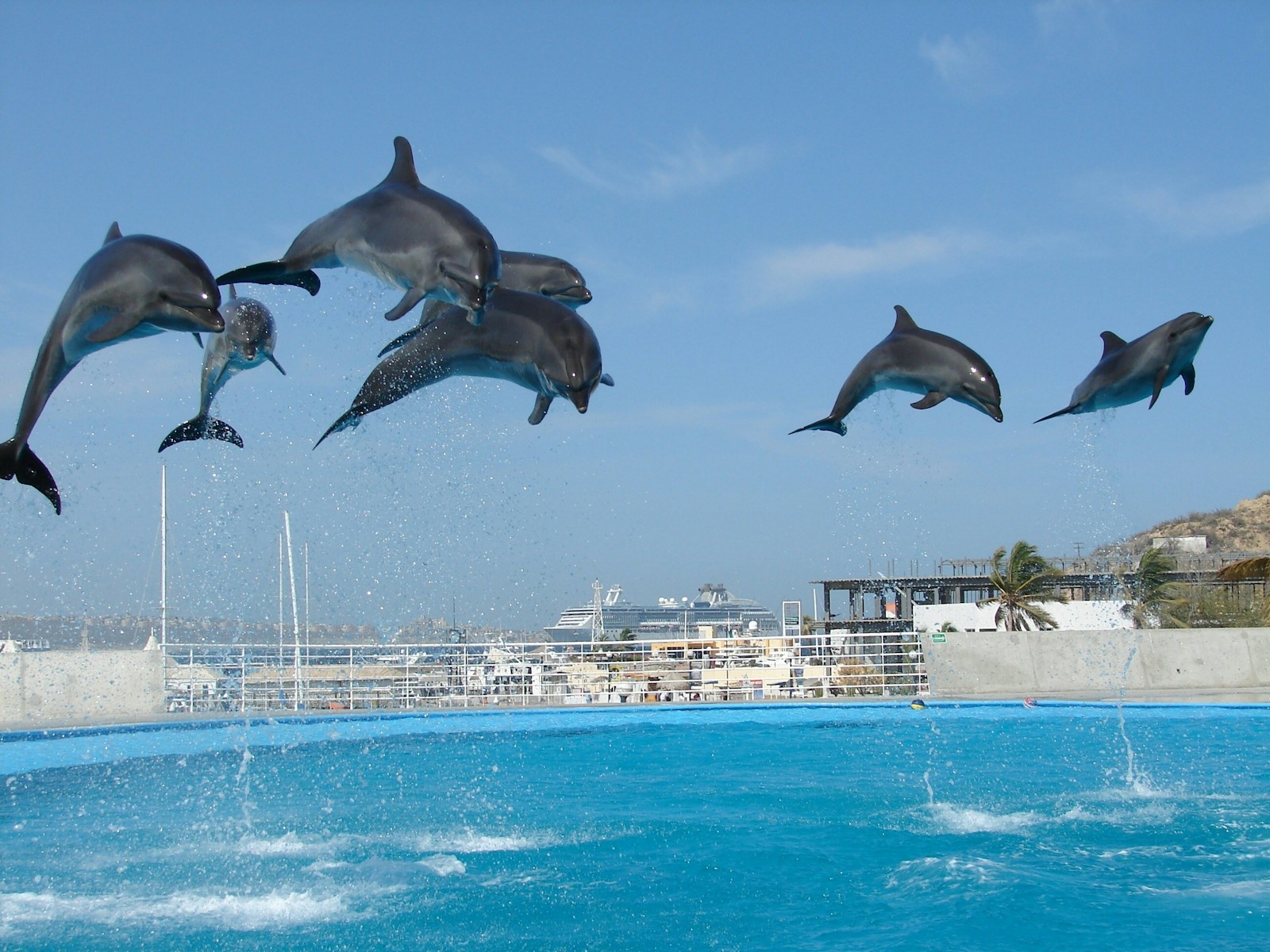 6 dolphin 4k wallpapers dolphin 4k wallpapers, dolphin ultra HD pictures, marine life wallpapers, ocean animals 4k, ocean dolphin backgrounds, sea life desktop wallpapers, underwater dolphin images Dolphin 4K Wallpapers – Joyful Swimmers of the Ocean dolphin 4k wallpapers Dolphin 4K Wallpapers – Joyful Swimmers of the Ocean