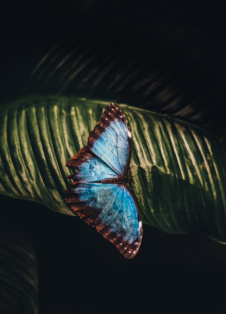 30 butterfly 4k wallpapers butterfly 4k wallpapers, butterfly photography 4k, butterfly ultra hd images, colorful butterfly backgrounds, nature insect wallpapers, nature wallpapers free download Butterfly 4K Wallpapers – Vibrant Wings of Pure world butterfly 4k wallpapers Butterfly 4K Wallpapers – Vibrant Wings of Pure world