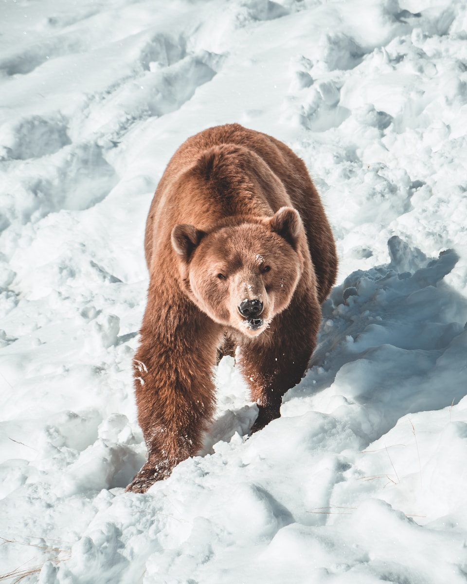 16 animal wallpapers ultra HD animal wallpapers ultra HD, bear 4k wallpaper, bear desktop background, bear UHD background, grizzly bear wallpaper, nature 4K wallpapers, polar bear 4K images, wildlife wallpaper 4K Majestic Bear 4K Extremely Excessive Definition Wallpapers – Wild Magnificence and Pure world’s Majesty in Breathtaking Texture animal wallpapers ultra HD Majestic Bear 4K Extremely Excessive Definition Wallpapers – Wild Magnificence and Pure world’s Majesty in Breathtaking Texture