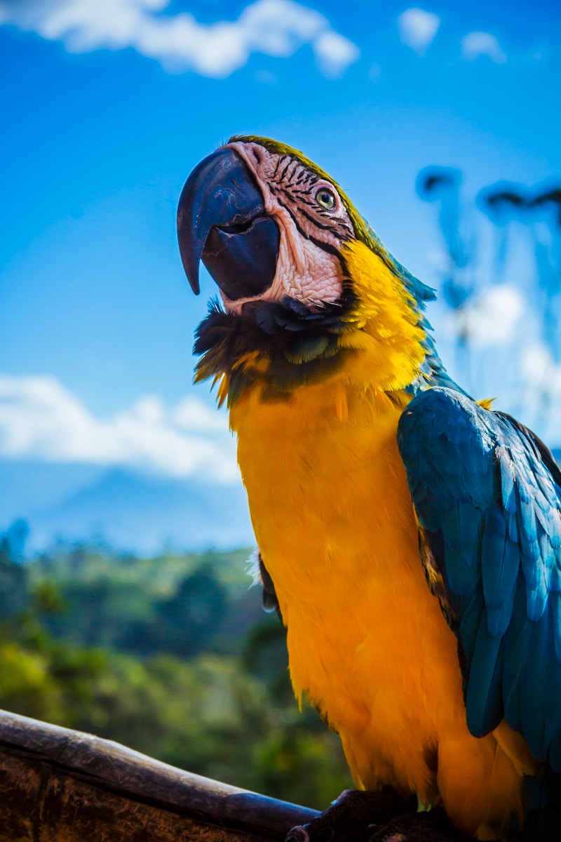 17 Amazon Parrot Images Amazon Parrot Images, Colorful Birds Wallpapers, Exotic Parrot Backgrounds, Macaw Wallpapers HD, Nature Bird Backgrounds., Parrot Photography, Parrot Wallpapers, Tropical Forest Birds 4K, Tropical Parrot 4K, Wildlife Wallpapers 4K Parrot Wallpapers – Vibrant Voices of the Tropical Forest Amazon Parrot Images Parrot Wallpapers – Vibrant Voices of the Tropical Forest
