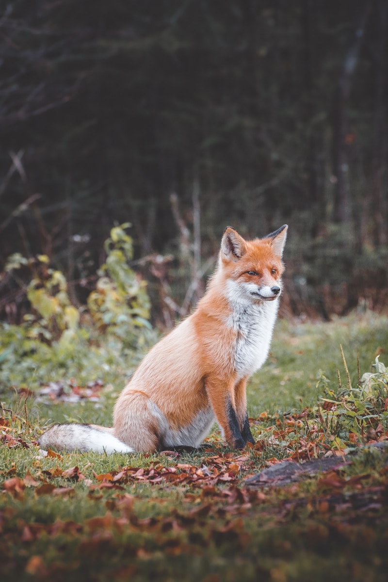 arctic fox wallpaper Fox Wallpapers – Elegant and Clever Forest Creatures