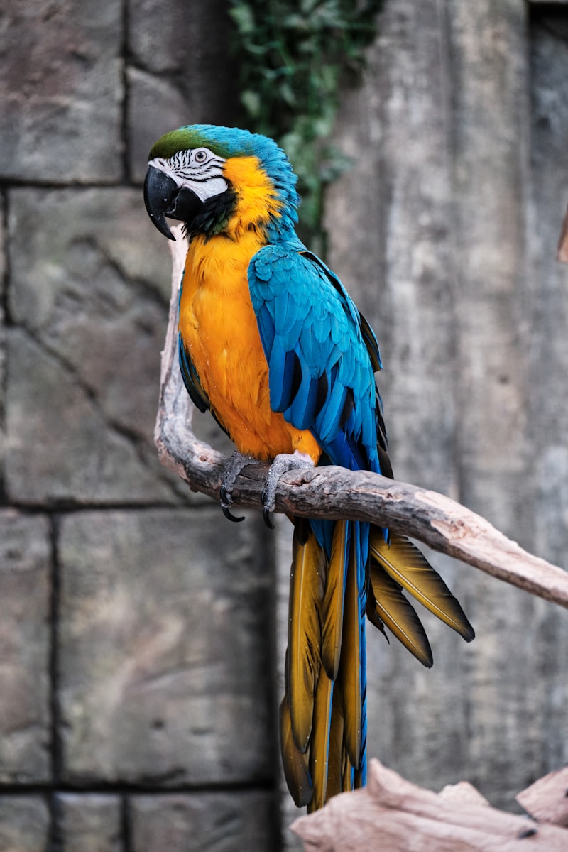 20 Amazon Parrot Images Amazon Parrot Images, Colorful Birds Wallpapers, Exotic Parrot Backgrounds, Macaw Wallpapers HD, Nature Bird Backgrounds., Parrot Photography, Parrot Wallpapers, Tropical Forest Birds 4K, Tropical Parrot 4K, Wildlife Wallpapers 4K Parrot Wallpapers – Vibrant Voices of the Tropical Forest Amazon Parrot Images Parrot Wallpapers – Vibrant Voices of the Tropical Forest
