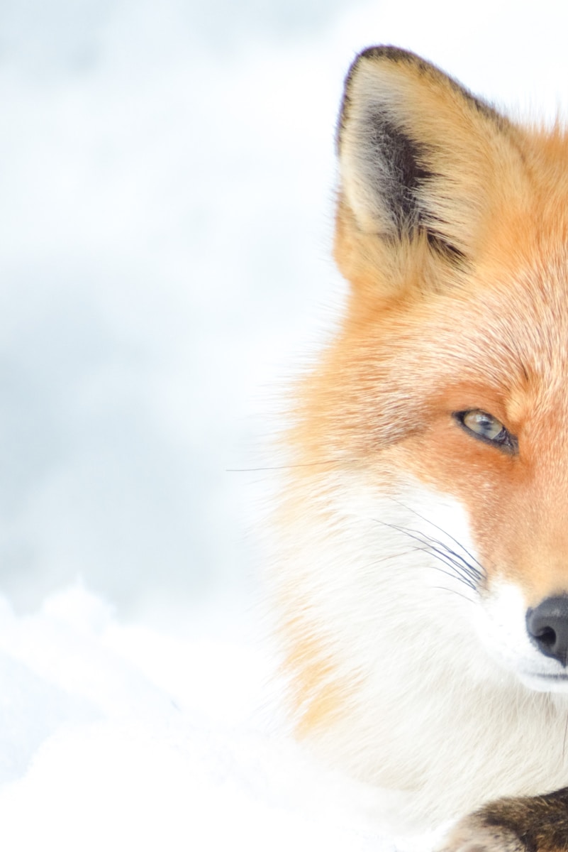 arctic fox wallpaper Fox Wallpapers – Elegant and Clever Forest Creatures